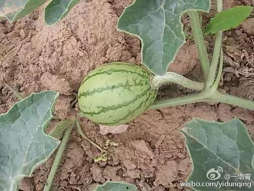 吃瓜青3,揭秘娱乐圈背后的故事