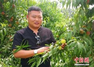 砀山吃瓜事件后续,真相大白与公众舆论的反思