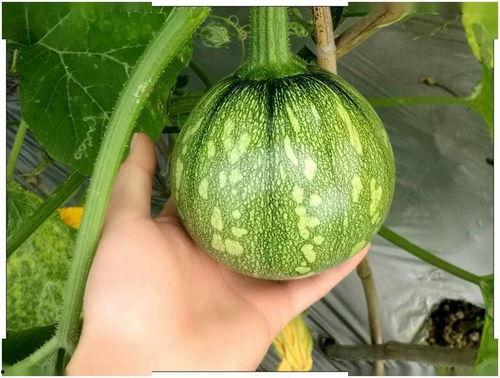 上海筠哥吃瓜,揭秘娱乐圈幕后故事