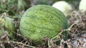 兰州爆料吃瓜,吃瓜群众揭秘城市热点事件