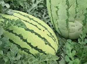 怎样吃金赖瓜,解锁美味新境界