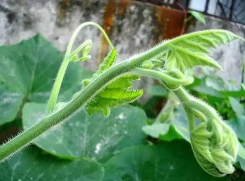 吃兰瓜的作用,养生保健的天然良药