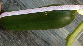 摘个小瓜吃,一瓜解千愁，共享清凉时光